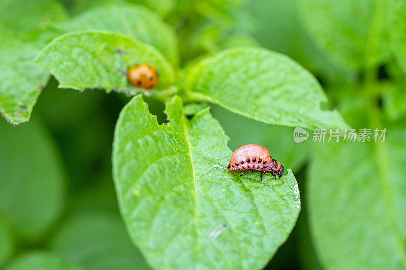 科罗拉多马铃薯甲虫幼虫(Leptinotarsa decemlineata)